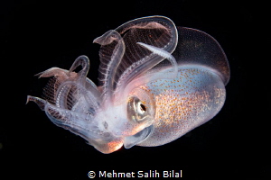 Diamond squid. by Mehmet Salih Bilal 